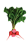 baby_candy_striped_beets