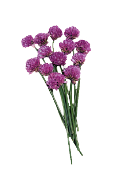 chive_blossoms.jpg